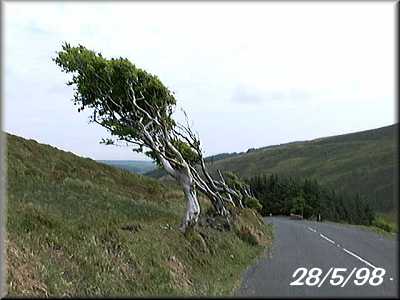 Bent Trees