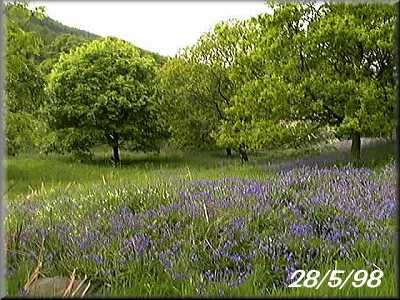 Bluebells