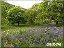 Bluebells
